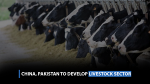 China, Pakistan to develop livestock sector