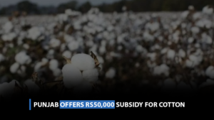 Punjab offers Rs50,000 subsidy for cotton