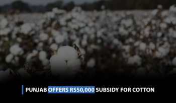 Punjab offers Rs50,000 subsidy for cotton