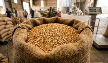 Punjab May Consider Wheat Imports as Domestic Stocks Decline