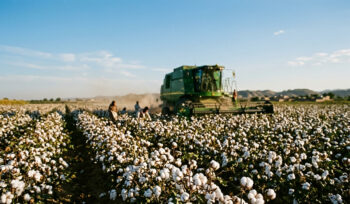 Cotton Arrivals Rise 19% to 2.39m Bales by Mid-September